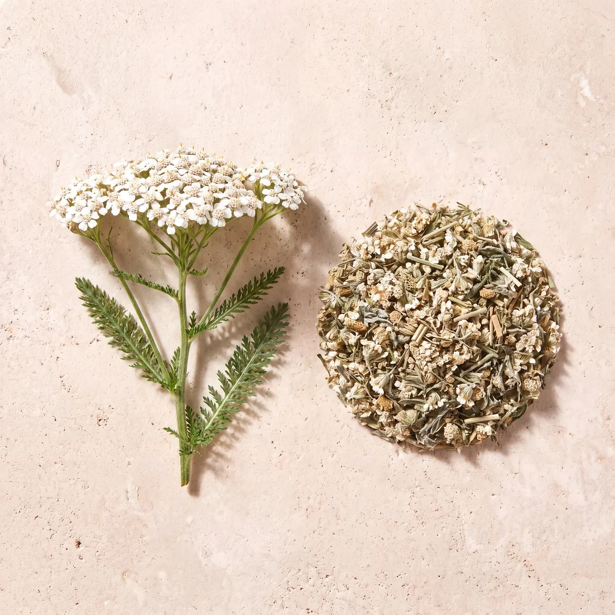 Achillée millefeuille : le brin frais et la plante séchée