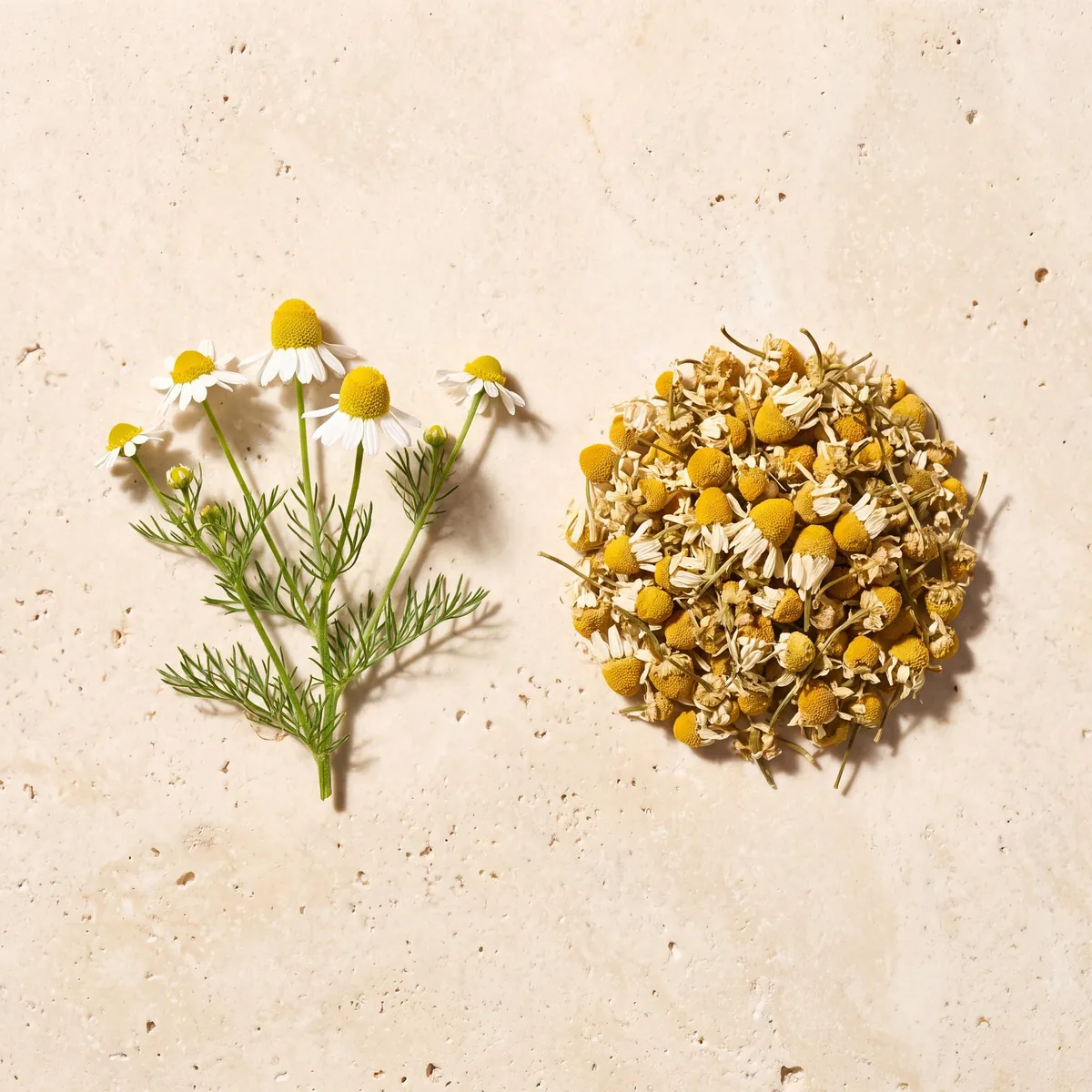 Camomille : le brin frais et la plante séchée