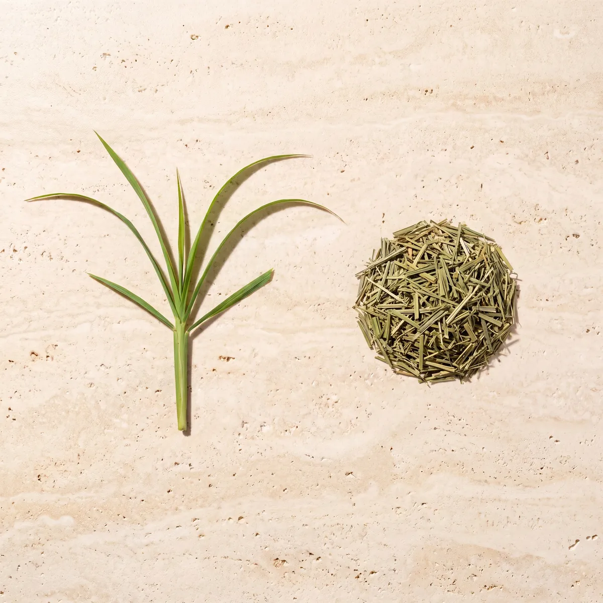 Citronnelle : le brin frais et la plante séchée