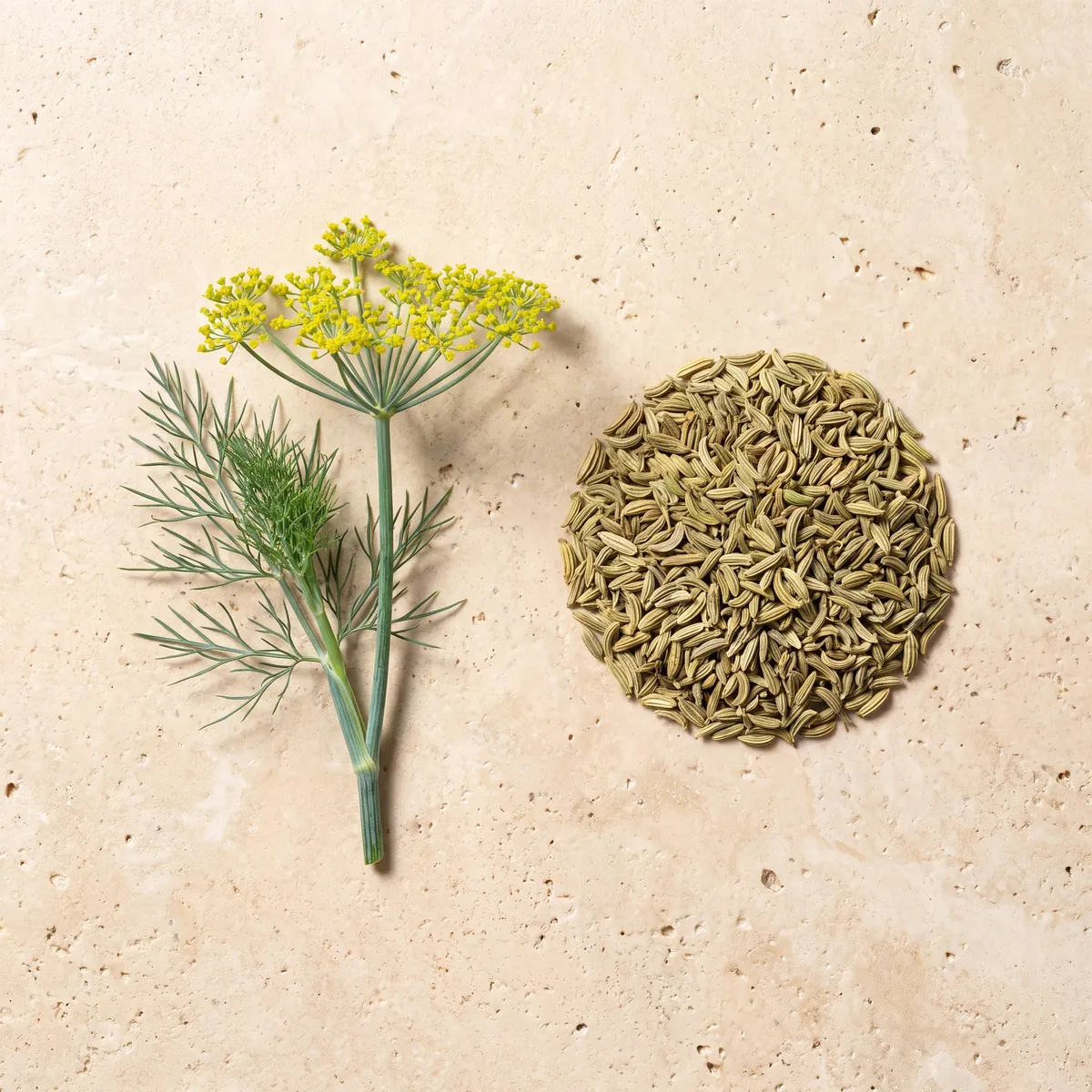 Fenouil : le brin frais et la plante séchée