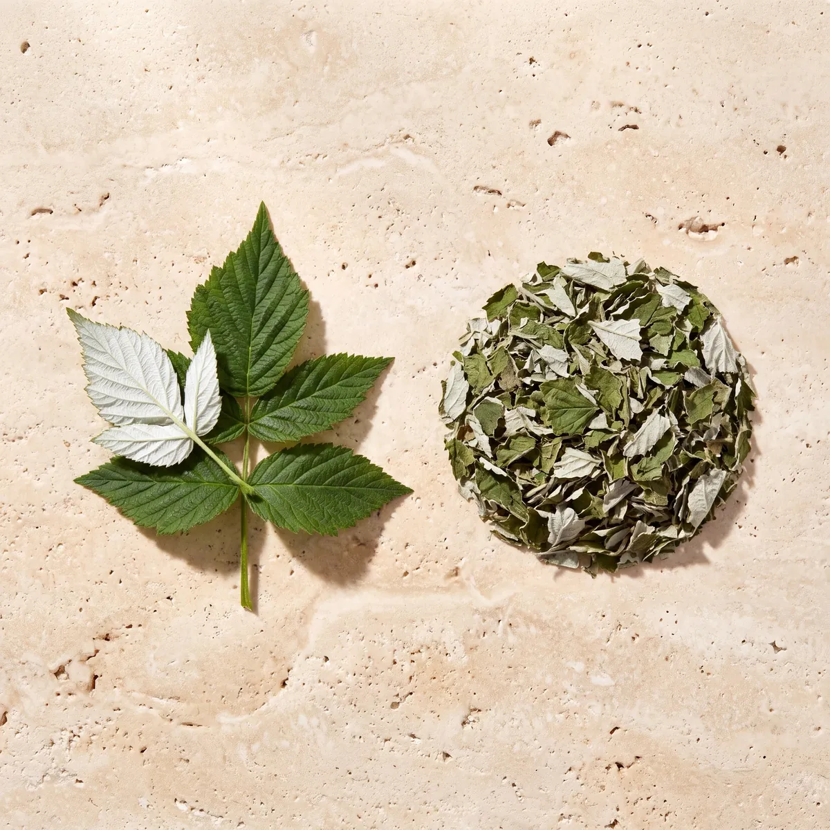 Feuille de framboisier : le brin frais et la plante séchée