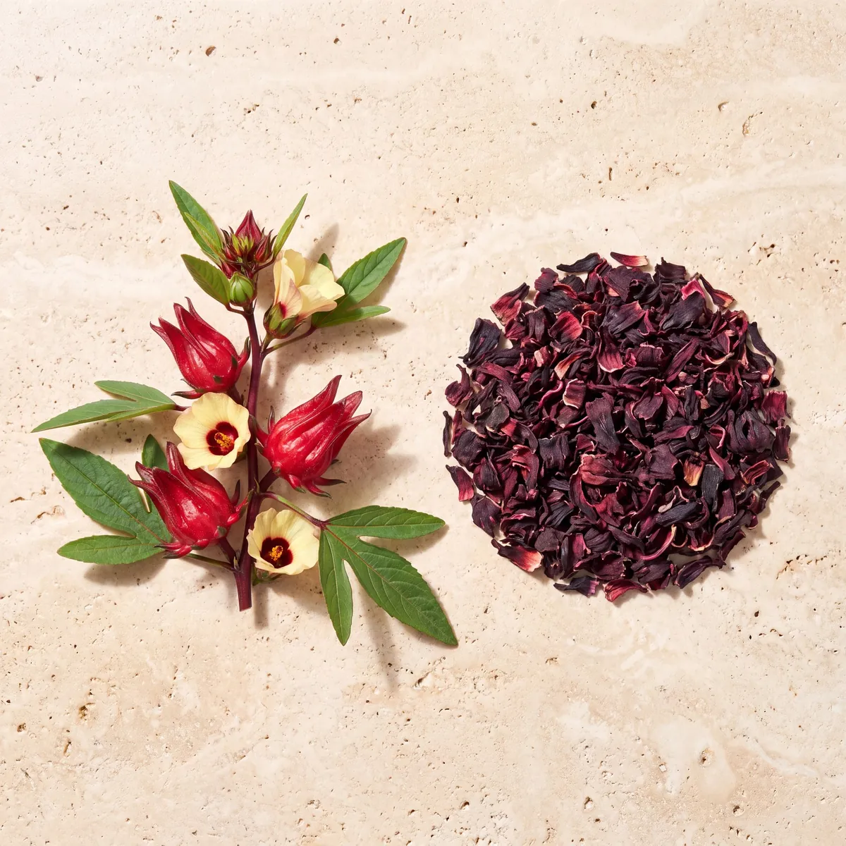 Hibiscus : le brin frais et la plante séchée