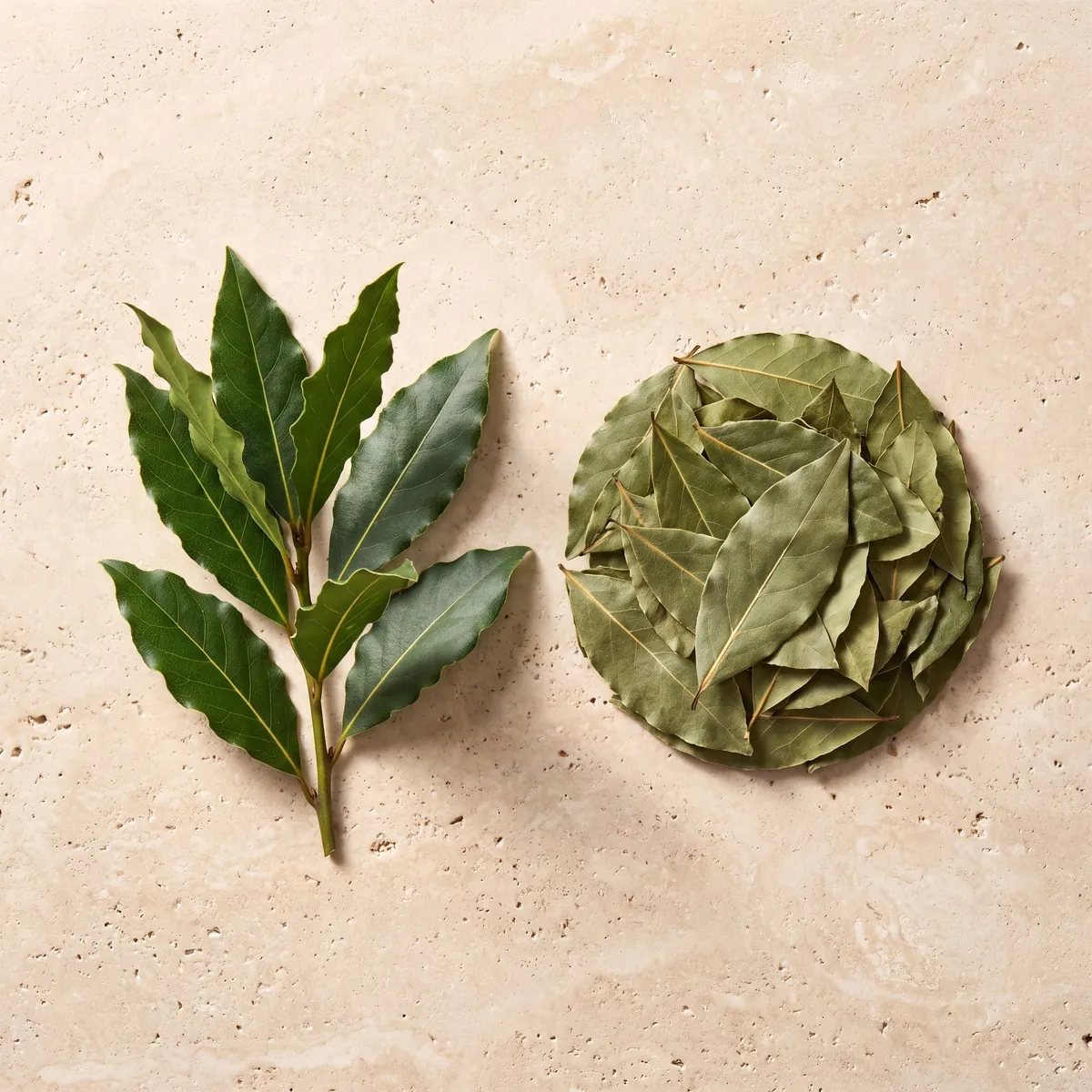 Laurier noble : le brin frais et la plante séchée