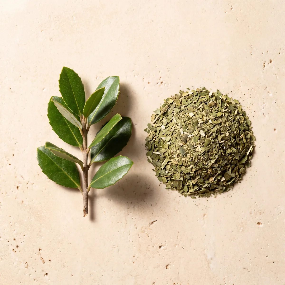 Maté : le brin frais et la plante séchée