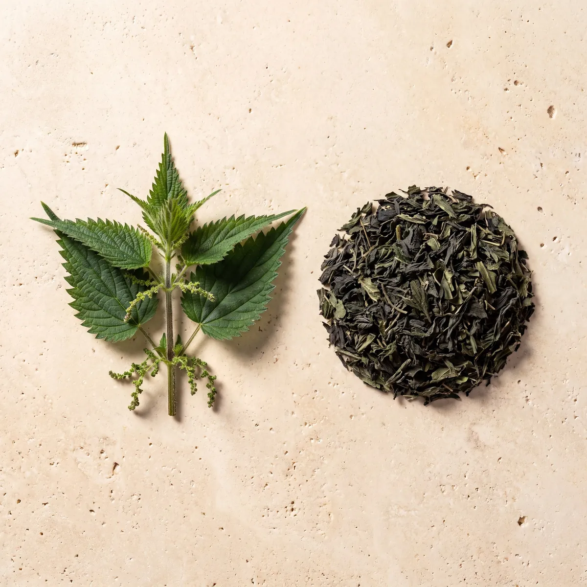 Ortie : le brin frais et la plante séchée