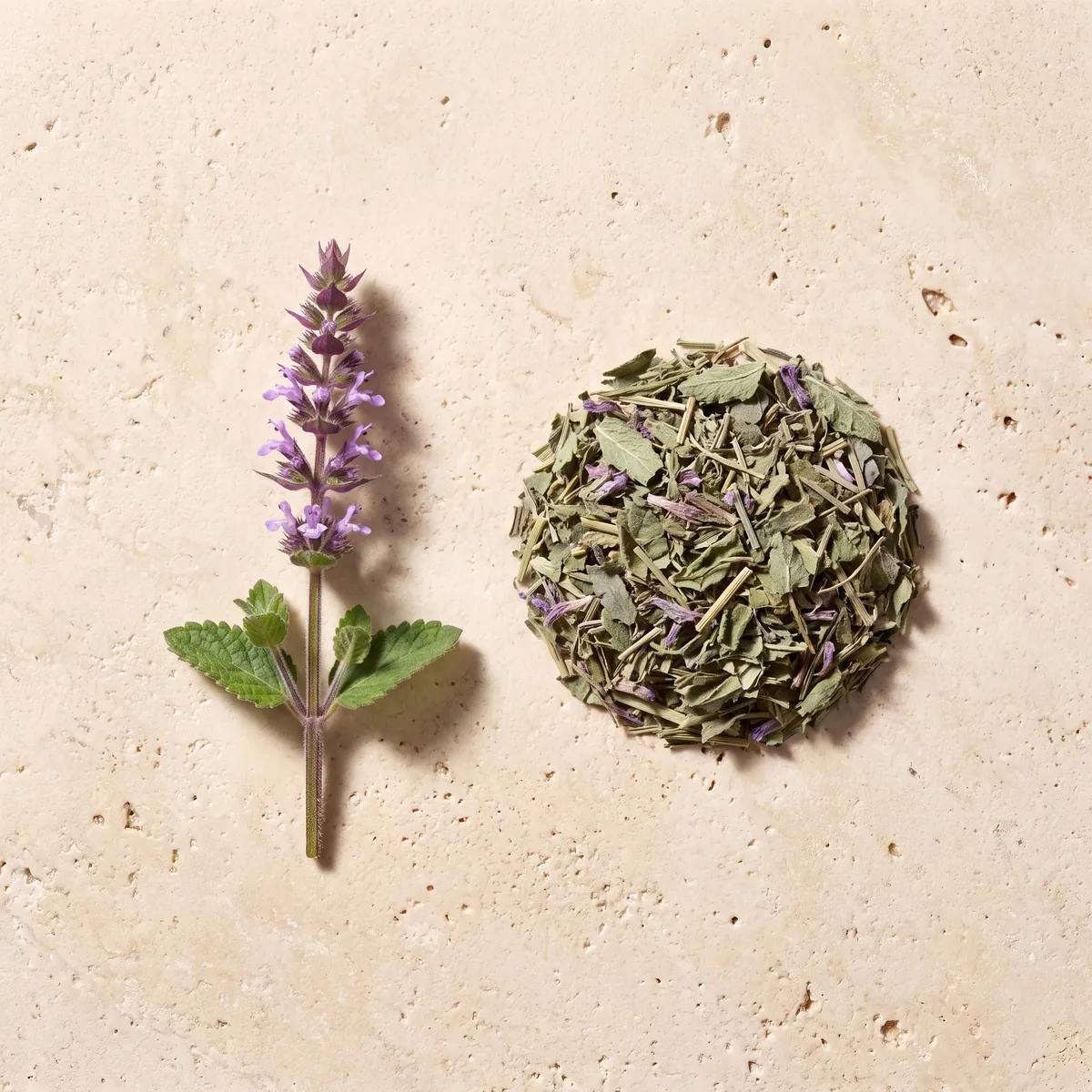 Tulsi : le brin frais et la plante séchée