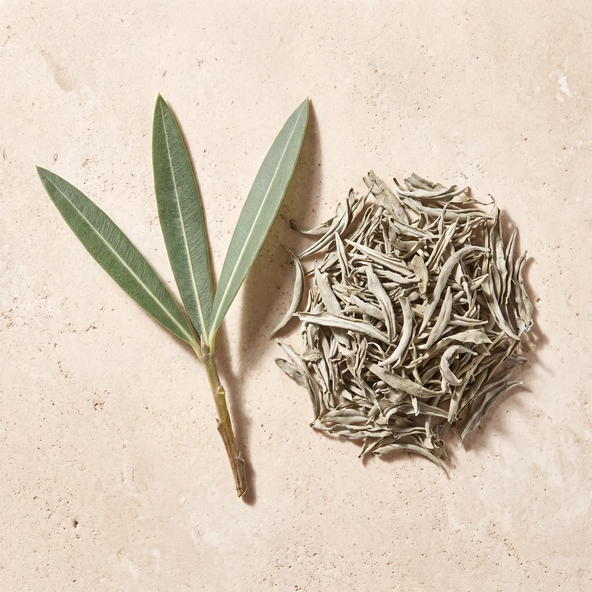 Verveine odorante : le brin frais et la plante séchée