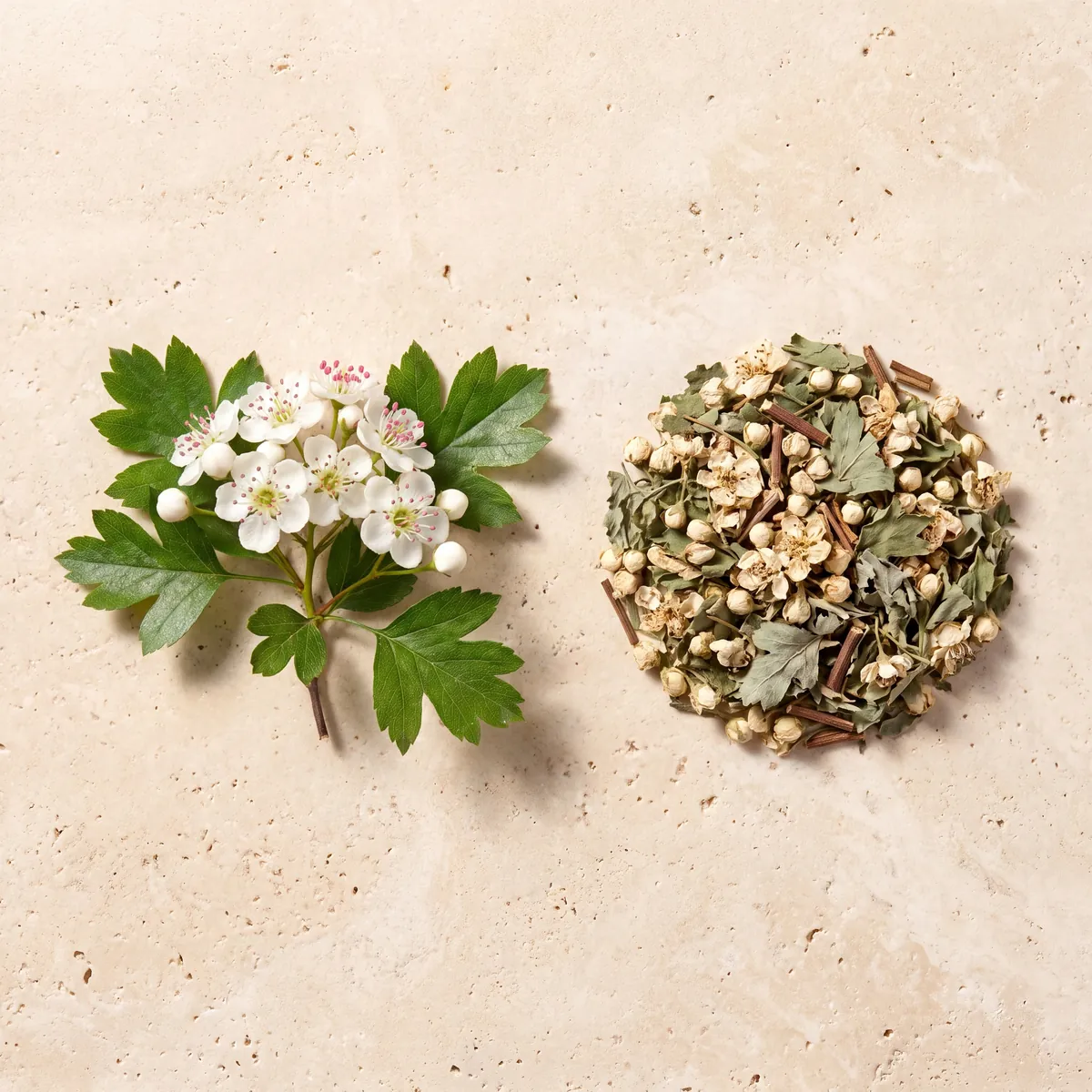 Aubépine : le brin frais et la plante séchée